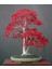 Murat Tohum Acer Rubrum Bonsai Ağacı Tohumu Kırmızı Akçaağaç Ekim Seti + Saksı + Toprak 2