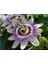 Nadir Ithal Passiflora Tohumu Ekim Seti 3 Tohum Pasiflora Tohumu Saksı Toprak Kombin 4
