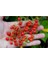 10 Adet Tohum Nadir Ithal Cherry Minik Bezelye Domates Tohumu 1