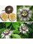 3 Adet Tohum Ithal Passiflora Meyvesi Tohumu Çarkı Felek Saat Çiçeği Tohumu 3