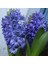 Hyacinthus Blue Pearl Sümbül Soğanı (3 Adet) 1