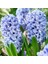 Hyacinthus Yoğun Kokulu Aqua Sümbül Soğanı (3 Adet) 1