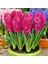 Hyacinthus Jan Boss Sümbül Soğanı (3 Adet) 1