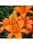 Orange Pixie Lilium Zambak Çiçeği Soğanı (2 Adet) 1