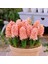 Hyacinthus Yoğun Kokulu Gpsy Queen Sümbül Soğanı(3 Adet) 1
