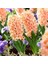 Hyacinthus Yoğun Kokulu Apricot Passion Sümbül Soğanı (3 Adet) 1