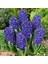 Mavi Blue Jacket Hyacinthus Sümbül Soğanı (3 Adet) 1