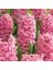 Hyacinthus Pink Surprise Sümbül Soğanı (3 Adet) 1