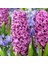 Hyacinthus Yoğun Kokulu Purple Star Sümbül Soğanı(3 Adet) 1