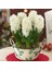 Hyacinthus White King Sümbül Soğanı (3 Adet) 1