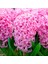 Pink Pearl Pembe Kokulu Hyacinthus Sümbül Soğanı (3 Adet) 1