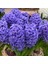 Hyacinthus Yoğun Kokulu Atlantic Sümbül Soğanı(3 Adet) 1