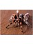 Cakatablo Ahşap Tablo Kahverengi Zeminde Dev Tarantula 1