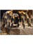 Cakatablo Ahşap Tablo Tarantula Dijital Çizim 1