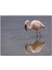 CakatabloAhşap Tablo Gölde Avlanan Flamingo 1