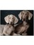 Cakatablo Ahşap Tablo Sevimli Kahverengi Weimaranerler 1
