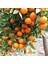Tüplü Aşılı Verimli Sulu Aromalı Nova Mandalina Fidanı 1