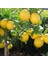 Tüplü Aşılı Iri Meyveli Yediveren Extra Jumbo Limon Fidanı 1