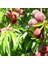 Evve Bahçe Tüplü Aşılı Erkenci Leziz Aromatik Tam Bodur Spring Crest Şeftali Fidanı 1