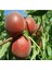 Evve Bahçe Tüplü Aşılı Orta Geçci Iri Meyveli Vista Rich Şeftali Fidanı 1