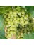 Evve Bahçe Tüplü Çekirdeksiz Bol Verimli Beyaz Superior Seedless Üzüm (Asma-Bağ) Fidanı 1