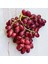 Evve Bahçe Tüplü Çekirdeksiz Iri Crimson Seedless Üzüm (Asma-Bağ) Fidanı 1