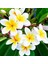 Evve Bahçe Tüplü Kokulu Plumeria Amerikan Fulu Fidanı (40-60 cm) 1