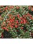 Evve Bahçe Tüplü Nadir Cotoneaster (Taş Elması) Fidanı 1