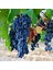 Evve Bahçe Tüplü Orta Geçci Kokulu Şaraplık Merlot Üzüm (Asma-Bağ) Fidanı 1