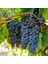 Evve Bahçe Tüplü Orta Geçci Verimli Şaraplık Syrah(Şiraz) Üzüm (Asma-Bağ) Fidanı 1