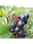 Evve Bahçe Tüplü Siyah Aronya (Black Aronia) Chokoberry Fidanı 1