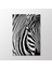 Zebra Tablo 1