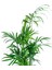 Küçük Palmiye Bitkisi - Dağ Palmiyesi - Chamaedorea Elegans 2