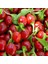 Murat Tohum Cherry Acı Kiraz Biber Tohumu Yakantop Biber Tohumu Ekim Seti 10 Adet Tohumu Saksı Toprak 3