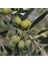 Hatay Zeytin Yağı 5 Lt 2