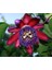 Nadir Passiflora Quadrangularis Tohumu Ekim Seti 3 Tohum Pasiflora Tohumu Saksı Toprak Kombin 2