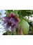 Nadir Passiflora Quadrangularis Tohumu Ekim Seti 3 Tohum Pasiflora Tohumu Saksı Toprak Kombin 3