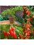 Ithal Goji Berry Tohumu Ekim Seti Kurt Üzümü Tohumu Gojiberry Tohumu Saksı Toprak Kombin 3