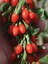 Ithal Goji Berry Tohumu Ekim Seti Kurt Üzümü Tohumu Gojiberry Tohumu Saksı Toprak Kombin 4