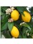 Yediveren Yarı Bodur Limon Fidanı 80-100 cm 1