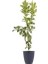 Yediveren Yarı Bodur Limon Fidanı 80-100 cm 2