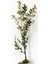 Yağlık ve Sofralık / Bol Yağlı / Zeytin Fidanı Trilye-Gemlik Cins 80-100 cm 3