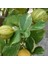 Özel Tür Alaca Yapraklı/meyvesi Alacalı Limon Fidanı 80-100 cm 1