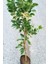 Özel Tür Alaca Yapraklı/meyvesi Alacalı Limon Fidanı 80-100 cm 2