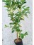 Özel Tür Alaca Yapraklı/meyvesi Alacalı Limon Fidanı 80-100 cm 3