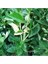 Özel Tür Alaca Yapraklı/meyvesi Alacalı Limon Fidanı 80-100 cm 4