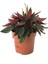 Peperomia Caperata 1