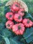 25 Adet Tohum Nadir Iri Pembe Domates Tohumu 3