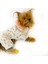 Softie Spotty Pink Köpek Tulumu Köpek Kıyafeti 2