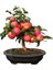 5 Adet Tohum Bodur Bonsai Elma Ağacı Tohumu Elma Tohumu 1